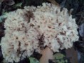 /album/integratie-3kk-1l/herfstwandeling-2-360-jpg/